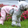 Supplier Exquisite Sun Block Lightweight Pet Raincoat Comfortable Dog Raincoat for Summer Stylish Dog Hoodie Windproof Jacket Pet Waterproof Customized Clothes Designer Pet Apparel