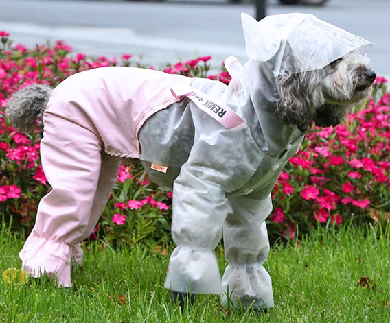 Supplier Exquisite Sun Block Lightweight Pet Raincoat Comfortable Dog Raincoat for Summer Stylish Dog Hoodie Windproof Jacket Pet Waterproof Customized Clothes Designer Pet Apparel